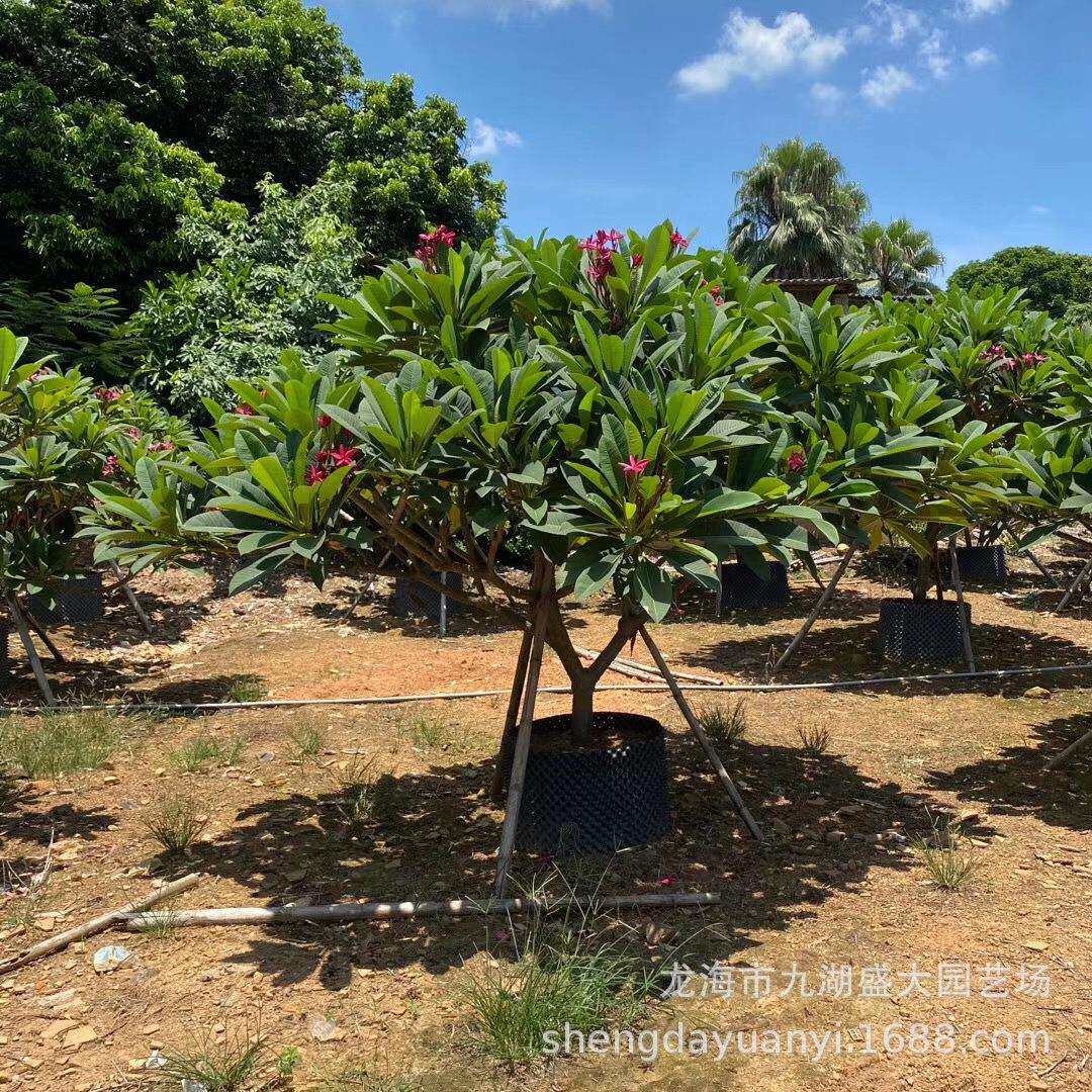 10公分铁红鸡蛋花价格12公分粉红黄花鸡蛋花 8分移栽鸡蛋花树