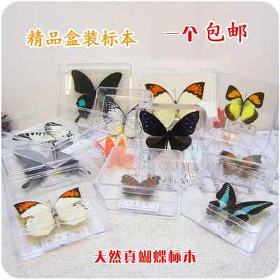 透明盒装真蝴蝶标本动物科普教学观察教具摆件青凤蝶展翅昆虫包邮