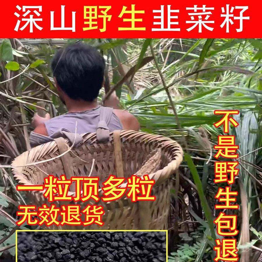深山纯野生韭菜籽500g中药材粉男性持久炒熟的枸杞茶久韭菜子菲菜