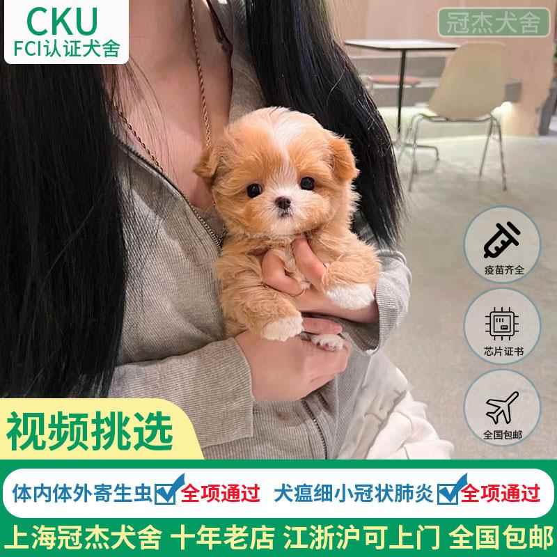 马尔泰幼犬茶杯犬小体宠物狗黄白花色香槟色泰迪幼犬长不大小型犬