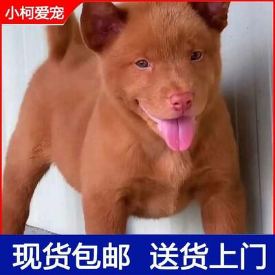 潮汕幼犬桃檐中型犬土狗