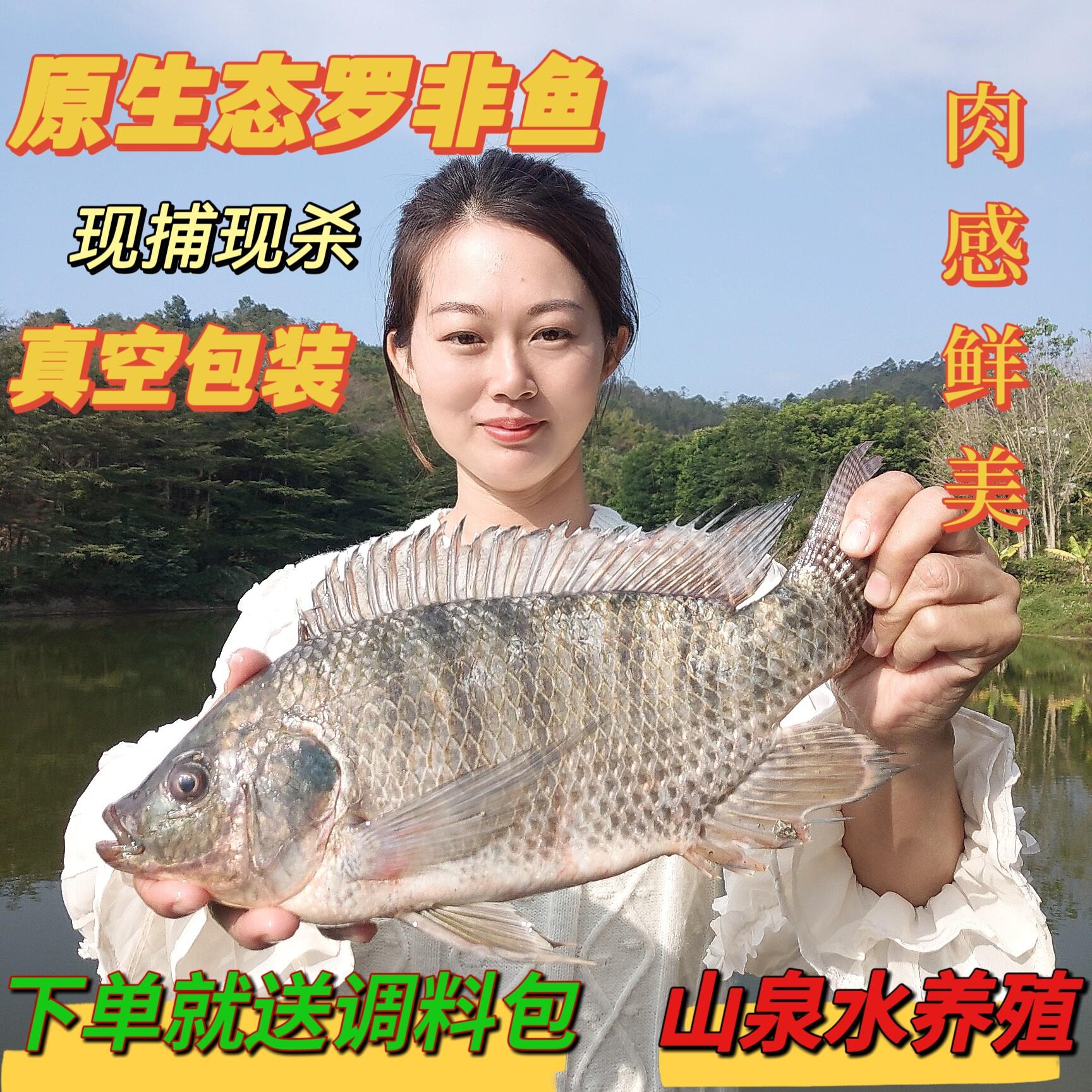 广东鱼肉新鲜鱼农家罗非鱼非洲鲫活鱼现杀非冷冻活体淡水海鲜500g