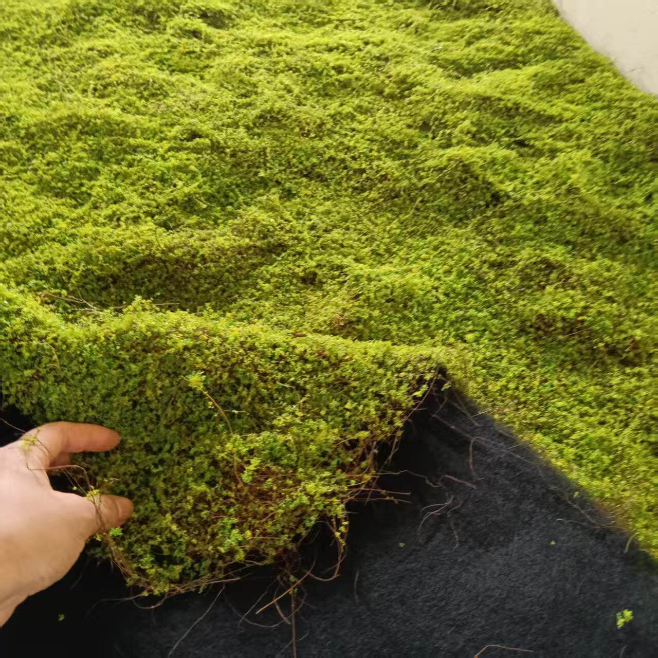 棕丝苔藓假青苔人造仿生草皮装饰绿植微景观造景植物室内造景草坪