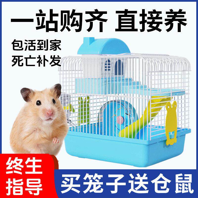 小仓鼠活物送笼子小朋友礼物宠物适合小孩子养的金丝熊三线紫仓鼠