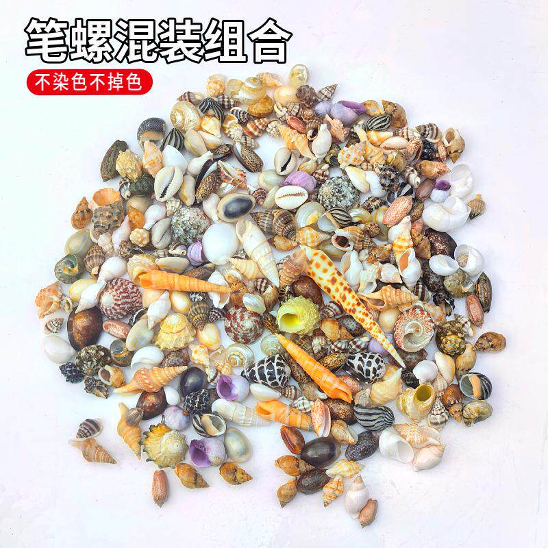 笔螺多款混装 鱼缸水族箱造景装饰房间创意摆件儿童海洋标本收藏