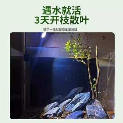 新款水杨梅水培鱼缸造景老桩造景水陆缸客厅绿植专用的夏季水培树