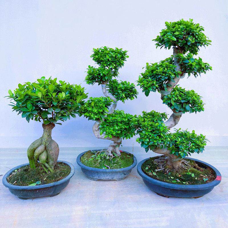 榕树苗盆栽造型老桩大型盆景绿四季常青小金钱榕树观叶植物办公室