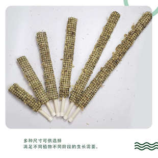 ll水苔柱植物攀爬支撑水苔杆秋海棠绿萝苔藓棒白锦龟背竹海芋水苔