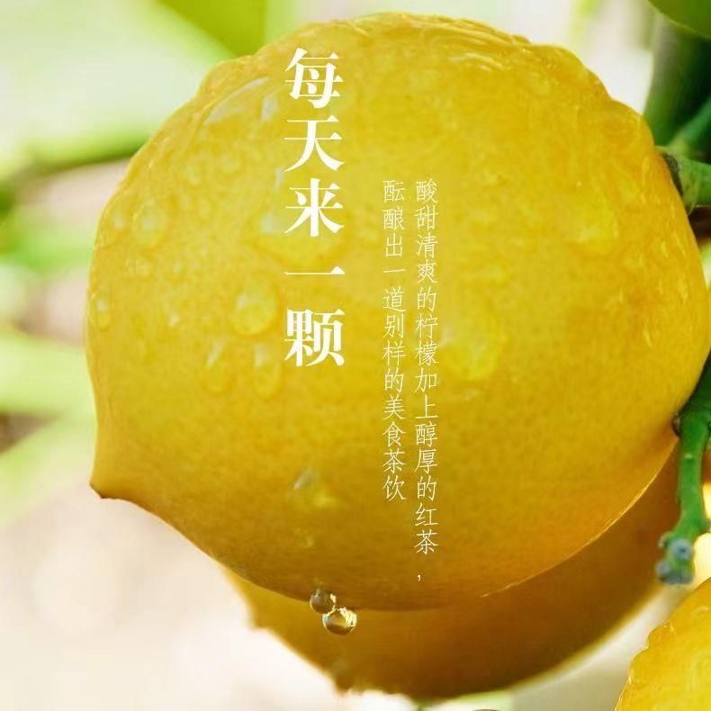 夏天柠檬红茶小柠红水果茶云南古树滇红茶花果茶柠檬茶冰红茶罐装