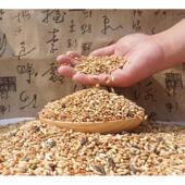 鸽粮枭龙简易清除鸽子类普通营养鸟食饲料稻谷粮江浙沪皖 45斤 包邮