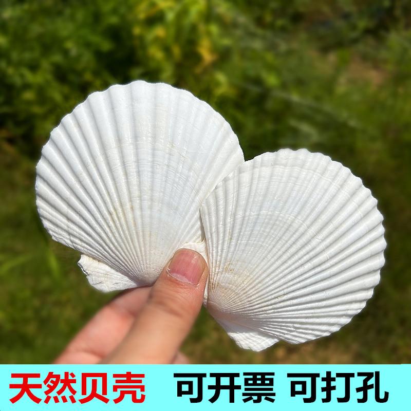 天然大白色扇贝壳diy贝壳书画画贝壳海螺婚庆拍摄道具海螺贝壳贴
