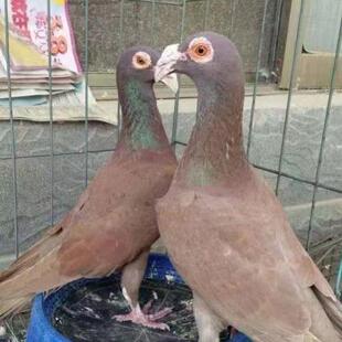 活体 红大鼻子种鸽 红色大鼻子 观赏鸽子大鼻子观赏鸽幼鸽精品