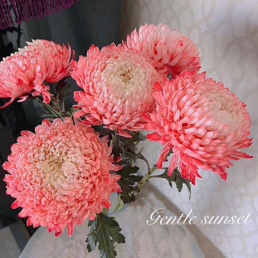 【人间富贵花】牡丹菊鲜花吸色花期长云南昆明顺丰冷链装饰礼物
