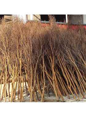 干树枝枯树枝型白色树枝摆件造KDU树仿真树枝干假树枝杆装直饰销