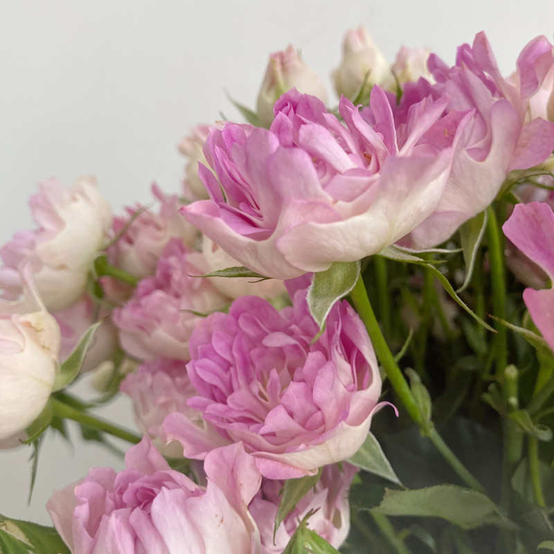 新品多头海葵玫瑰 蔷薇鲜切花 家居水瓶插花 一抹清新 鲜花速递