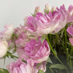 新品多头海葵玫瑰 蔷薇鲜切花 家居水瓶插花 一抹清新 鲜花速递