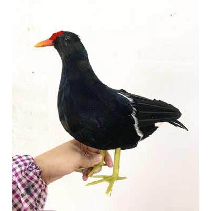 动物模型玩具 仿真黑水鸡白面水鸡 泡沫羽毛乌鸡拍照摄影舞台道具