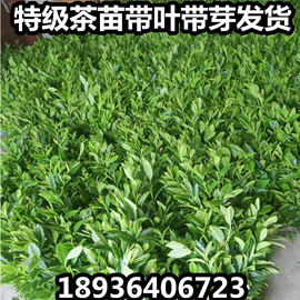 正宗茶叶苗龙井茶叶苗绿茶，苗铁观音茶苗安吉白茶树苗毛尖茶苗树苗