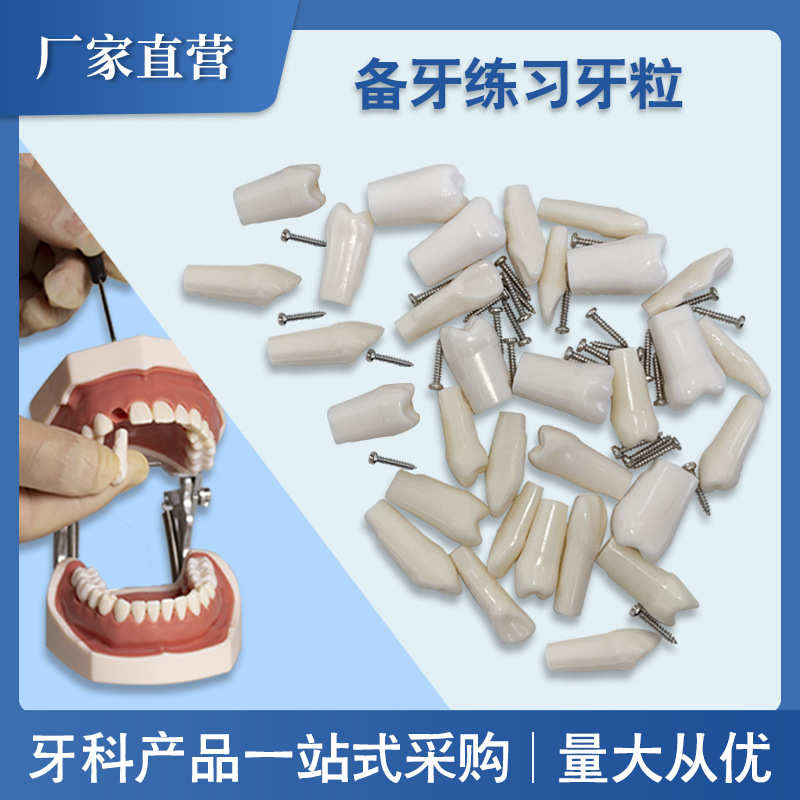 牙科28颗仿真牙粒树脂散牙齿材料开髓牙口腔耗材备牙模型考试练习