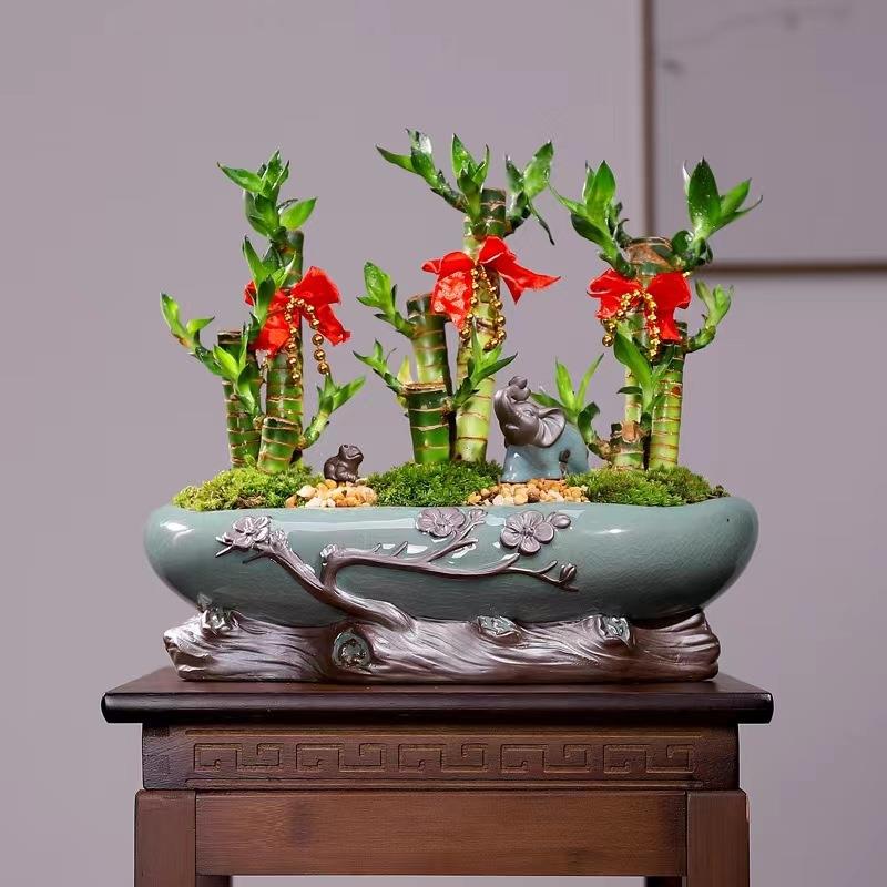 2023新款创意文竹蝴蝶兰大号个性哥窑兰花盆绿植陶瓷组合盆景盆栽