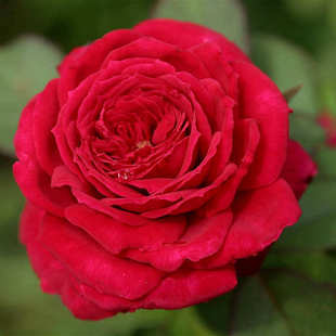 花苗正红色微月阳台花园四季 一件代发蒙特卡洛月季 花玫瑰盆栽花卉