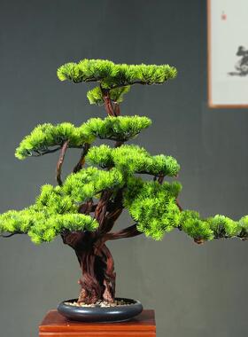新中式迎客松盆景客厅玄关假松树摆件室内绿植物装饰真树造景