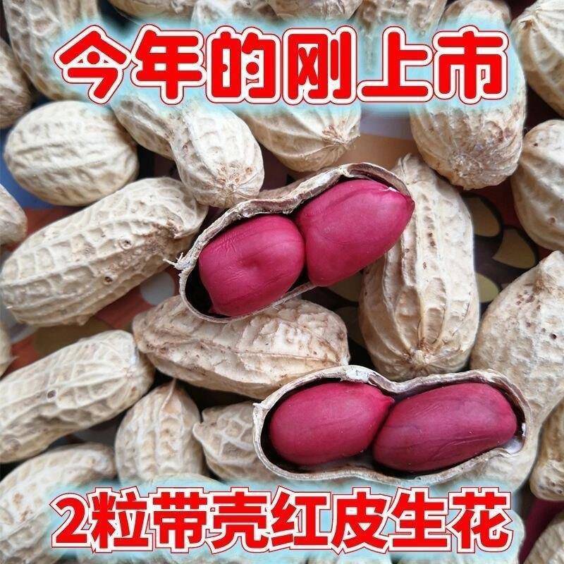 今年新货带壳红皮花生两粒中颗粒带壳红皮桂林全州特产