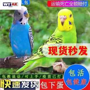 鹦鹉活鸟一公一母宠物鸟虎皮云斑手养小鸟会说话的鸟幼鸟亲人大头