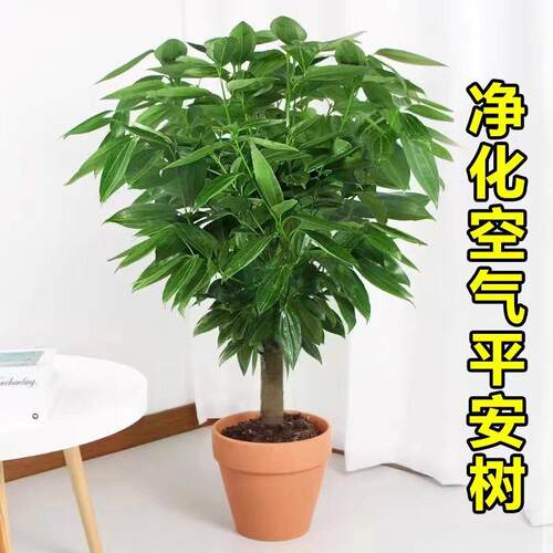 平室12安树客盆大幸福树厅旺宅绿栽植幸福树办公内四季常青盆景植