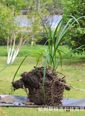 锰钢铁STK-WSC铲手柄挖树铲铁园林阳铲铁锹挖树种菜种花洛铲农用