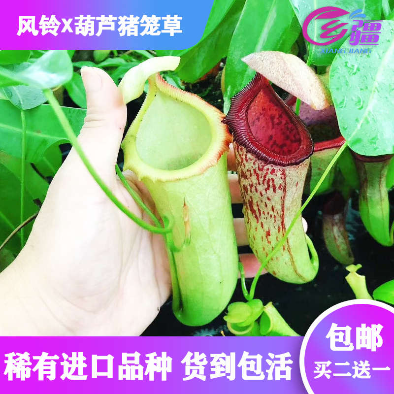 【风铃X葫芦猪笼草  稀有红色/绿色个体】食虫植物趣味绿植盆栽