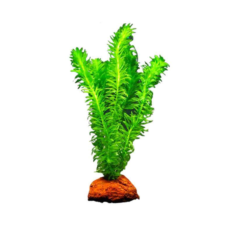 蜈蚣草水草植物鱼缸造景专用和鱼共养净化水质绿植懒人养鱼竹节草