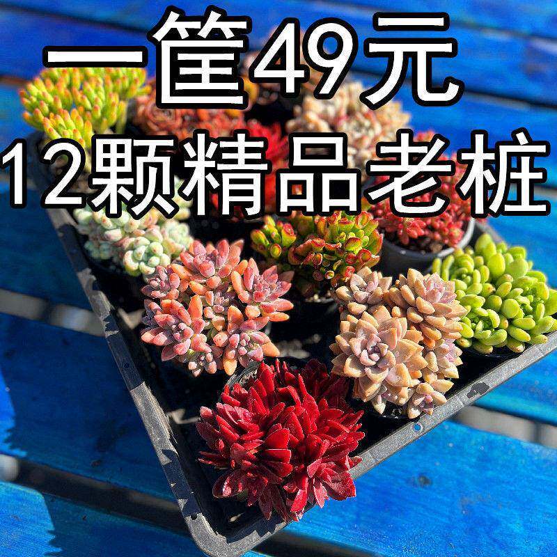 整箱网红多肉植物一筐多肉云南基地新手组合套餐盆栽含花再名