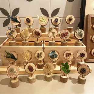 森系装 饰小摆件桌面干果干花松果植物标本创意幼儿园手工环创店铺