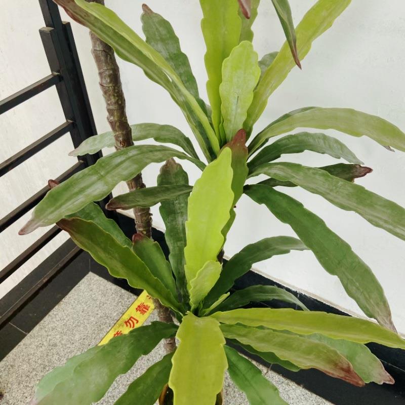 热仿真多带肉盆栽盆景NGF令箭地荷叶民宿园落艺景观绿植装饰摆件