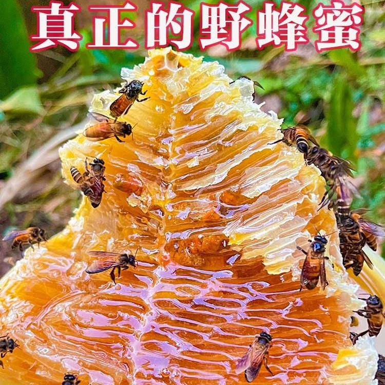 云南特产高原高黎贡山老赵家蜂蜜纯天然真正野生25+天然老蜂巢
