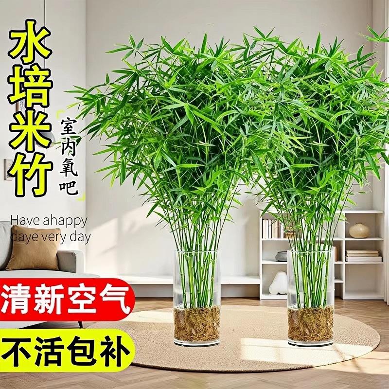 水培米竹室内花卉盆栽南天竹盆景富贵竹凤尾竹子苗四季常青绿植物