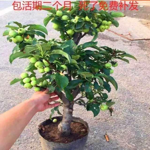 海棠花盆栽冬红果老桩盆景树苗阳台花卉庭院耐寒植物原生重瓣海棠