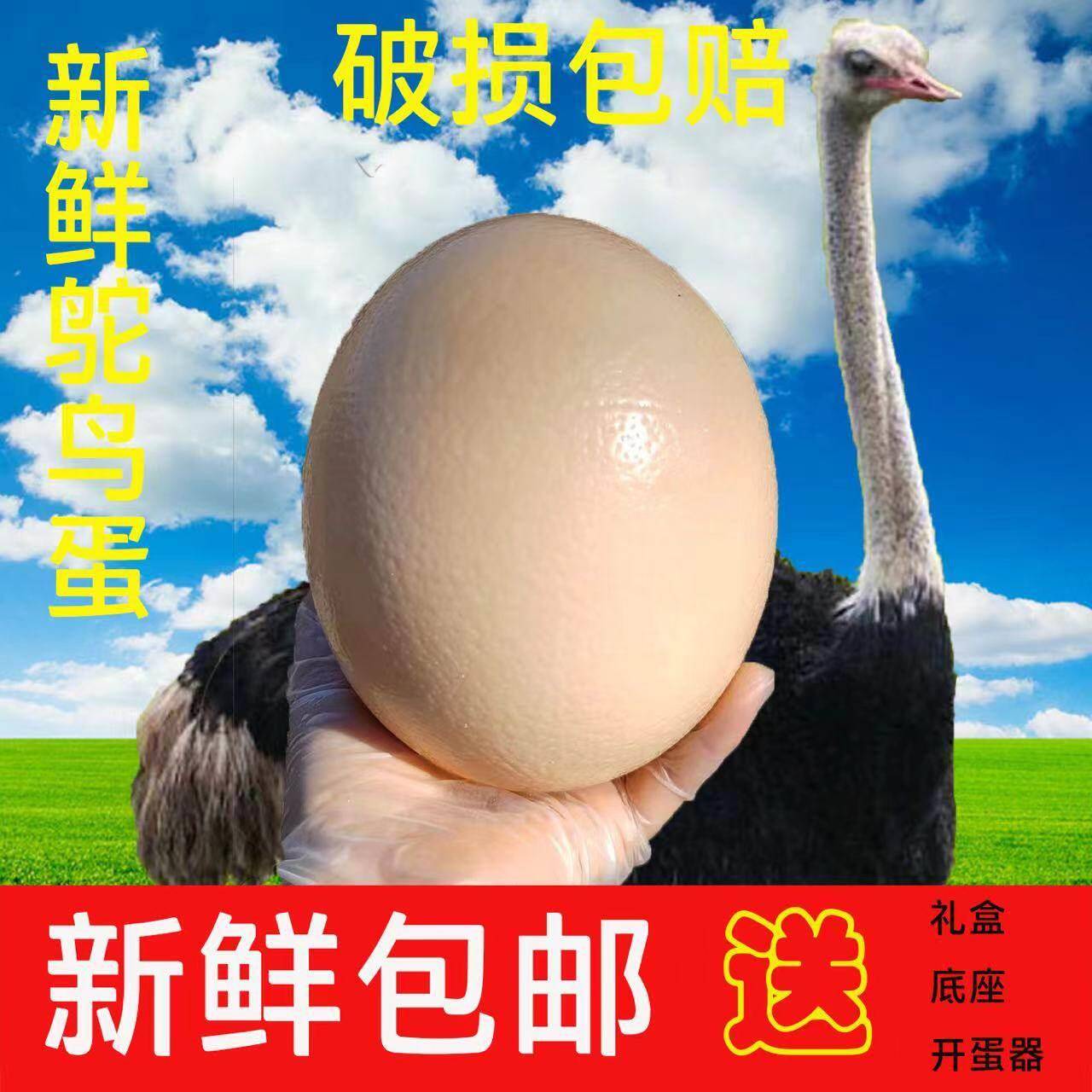 【首单直降】包邮鸵鸟蛋驼鸟蛋新鲜礼盒底座现捡现发新鲜超大