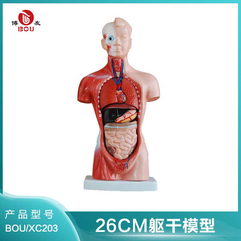 博友人体躯干模型26CM,人体躯干模型,人体构造模型,内脏可拆