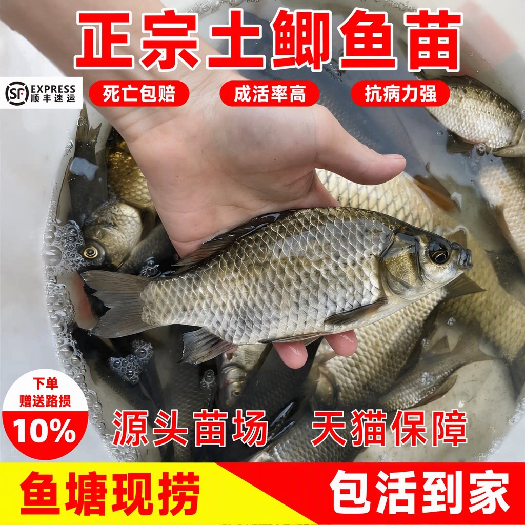 顺丰包邮土鲫鱼苗正宗土鲫鱼苗活体塘稻田养殖高成活淡水耐活批发
