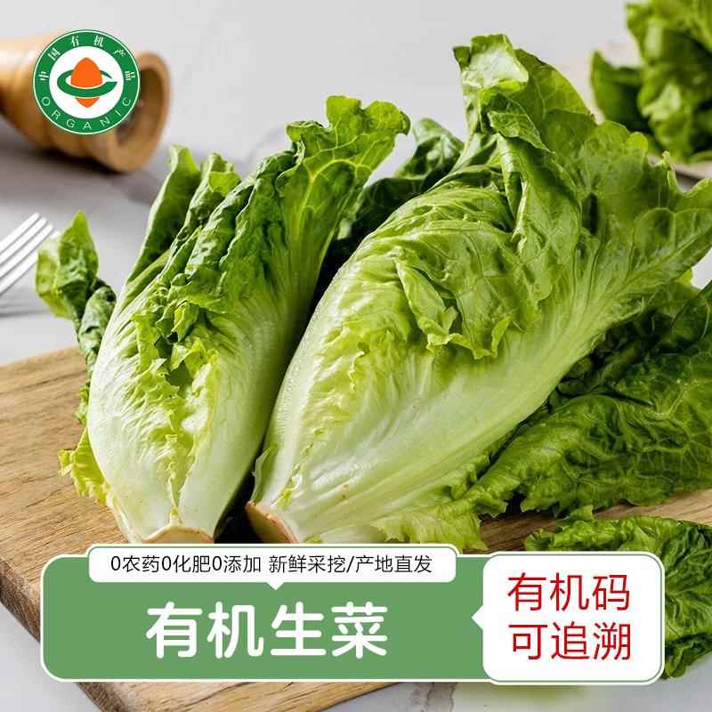 云南有机生菜 新鲜蔬菜沙拉菜意大利生菜罗马生菜即食蔬菜