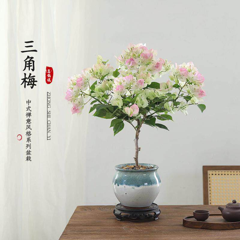 三角梅盆栽带花开 花卉办公室内客厅绿植耐寒四季盆景老桩大型绿