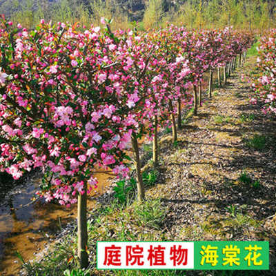 绚丽四季海棠花树苗盆栽西府海棠花庭院阳台耐寒花卉植物垂丝海棠