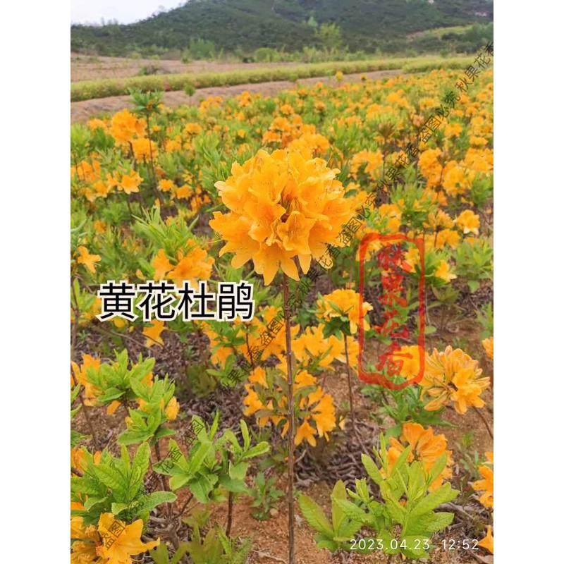 高山原生映山红黄杜鹃黄花黄花黄花绣球耐寒耐热稀有盆栽南北方阳图片