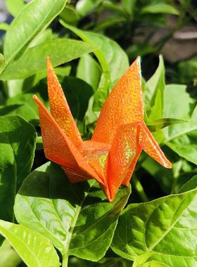 橙色珠光100只千纸鹤折纸成品纸鹤串婚礼聚会酒柜房间创意装饰品