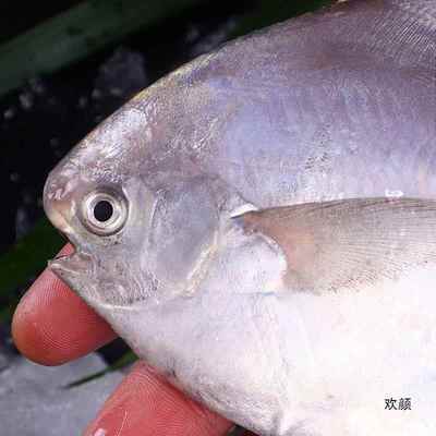 不含箱重东海特大银鲳鱼新鲜鲳鱼大昌鱼平鱼鲳鳊鱼白鲳鱼一件
