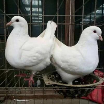 元宝肉鸽纯种落地王鸽子活物一对特大型瓦灰下蛋种鸽青年可养二斤