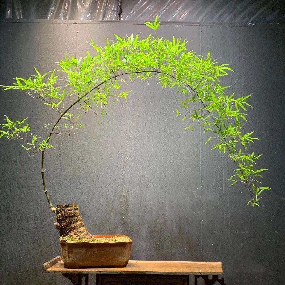 小叶簕竹室内办公室桌面绿植花卉易活好养客厅懒人小盆栽上档次