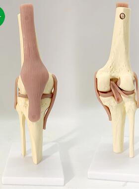 人体膝关节功能模型 骨骼骨架模型 教学模型 关人体节模型可弯曲